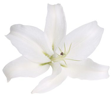 beyaz zemin üzerine çiçek Beyaz Zambak