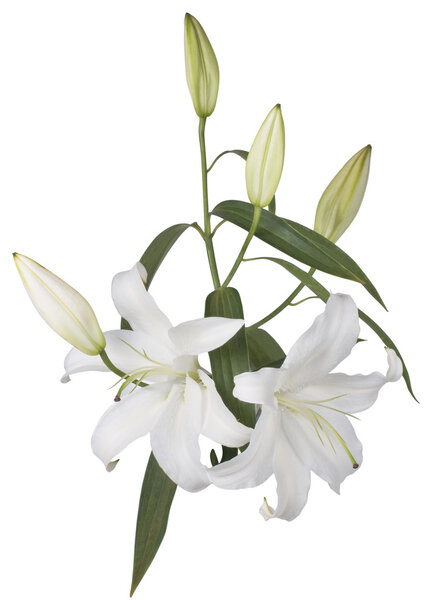 Цветок белой лилии на белом фоне