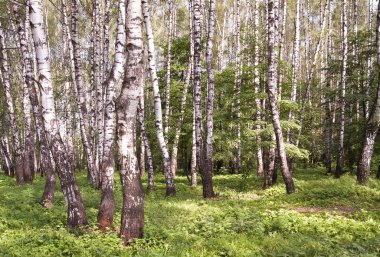 Birchwood in zonnige dag