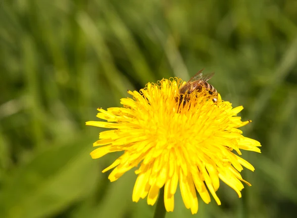 stock image Bee is collecting nectar from dandelion