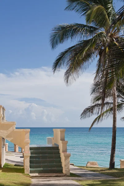 Palmiye ağaçları ve merdiven ile güzel bir plaj — Stok fotoğraf