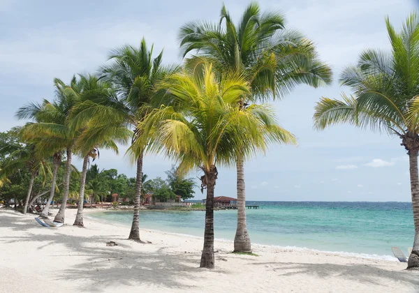 Caribisch strand en kokospalmen — Stockfoto