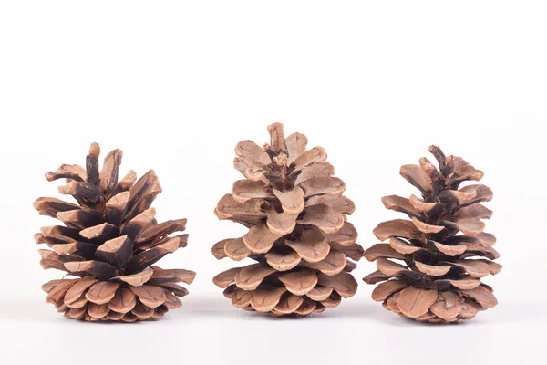 Trois cônes de pin — Photo