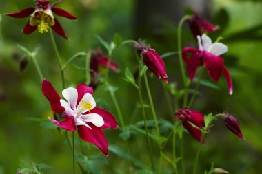 Aquilegia