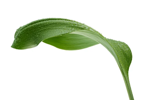 Folha verde com gotas de água — Fotografia de Stock