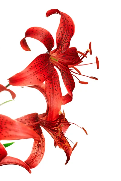 Red tiger lily — Stock Photo, Image