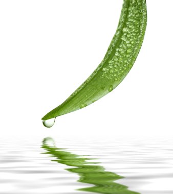 yeşil yaprak düşer