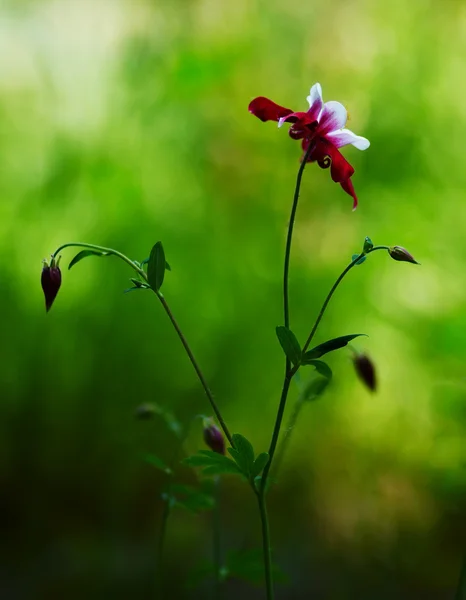 stock image Aquilegia