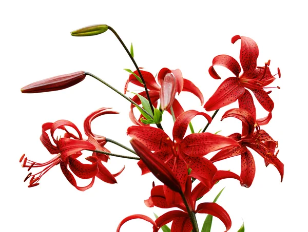 Kırmızı kaplan lily — Stok fotoğraf