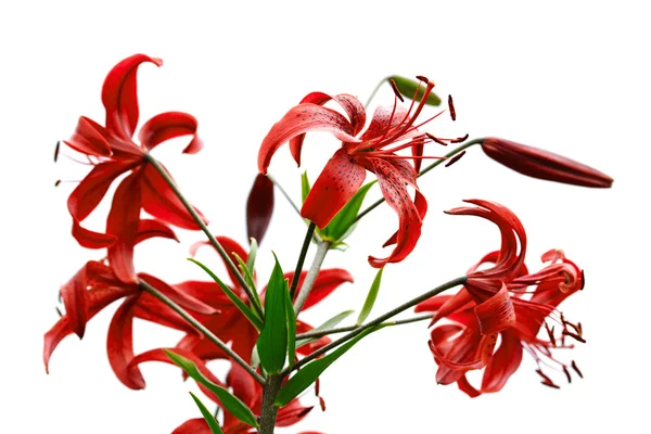 Röd tiger lily — Stockfoto