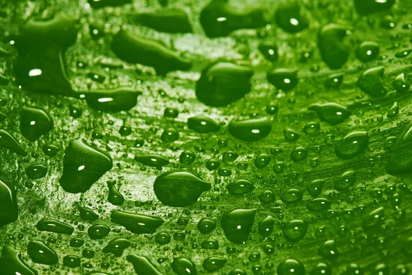 Green leaf with drops — Stock Photo, Image