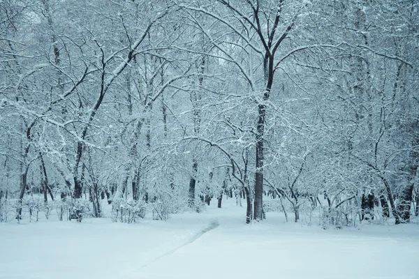 Boschi Congelati Sotto Neve — Foto Stock