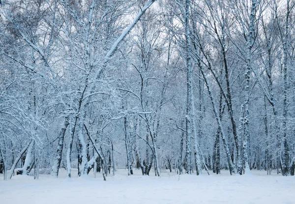 積雪下の冷凍の森 — ストック写真