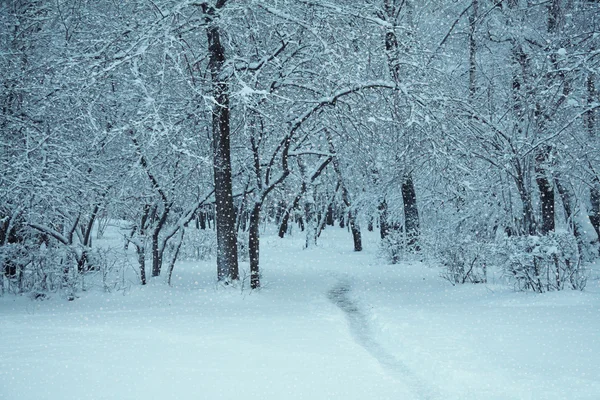 冷凍の森 — ストック写真