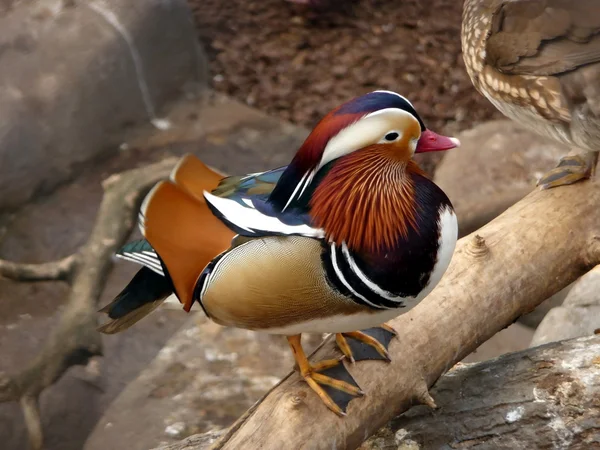 Renkli ördek — Stok fotoğraf