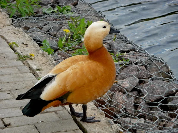 Orangefarbene Ente in Wassernähe — Stockfoto