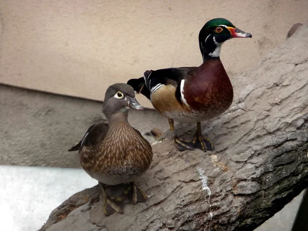 Deux canards colorés — Photo