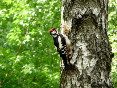 Woodpecker on tree clipart