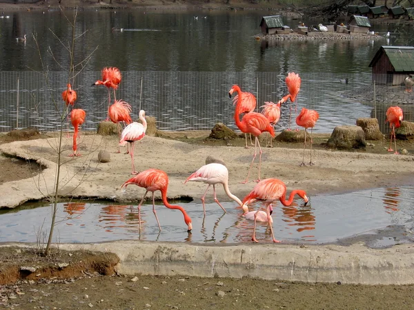 Flamingoes — Stockfoto