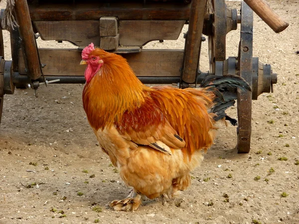 Gold cock — Stock Photo, Image