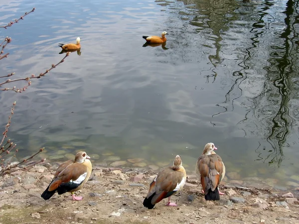 Gooses and ducks — Stock Photo, Image
