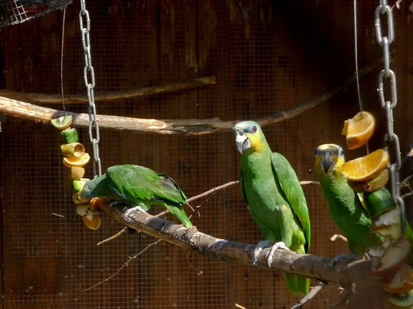 Grüne Papageien — Stockfoto