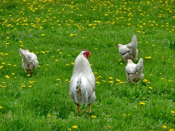 Hühner auf Gras — Stockfoto