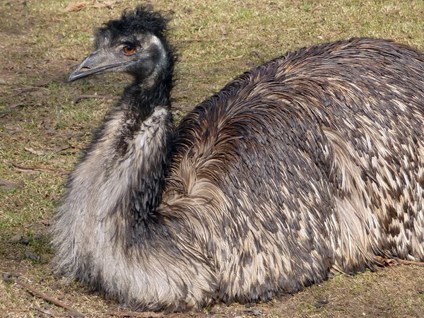 Strutsmus emu — Stockfoto