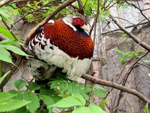 Royal pheasant — Stock Photo, Image