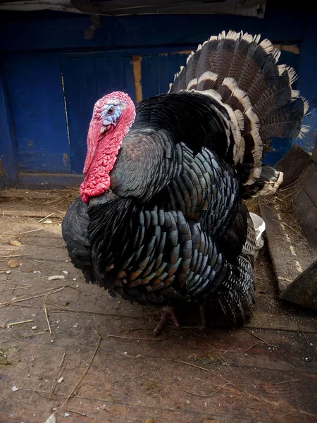 Turkey cock — стокове фото