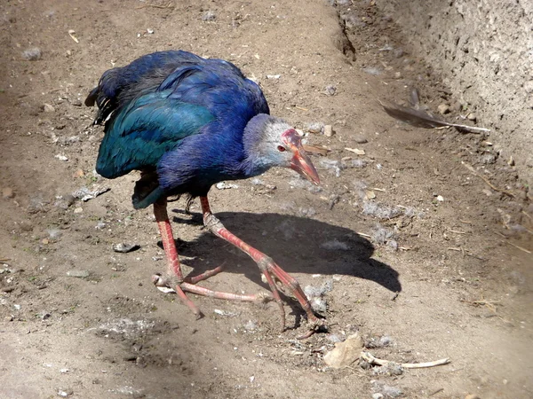Ungewöhnlicher blauer Vogel — Stockfoto