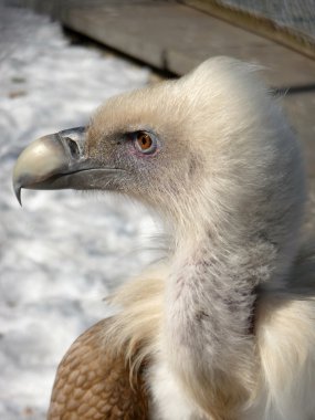 kar arka plan üzerinde beyaz griffon başkanı