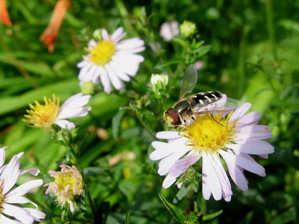 stock image Motley fly sits on the chamomile flower