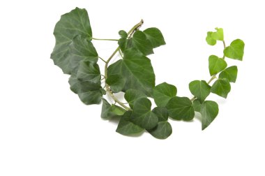 Ivy branch clipart
