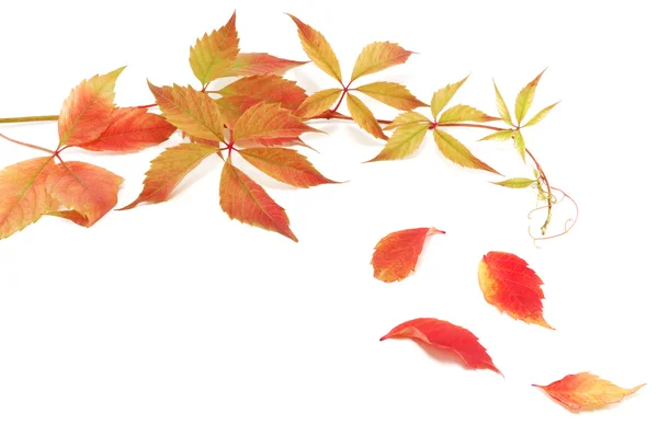 Leaf fall — Stock Photo, Image