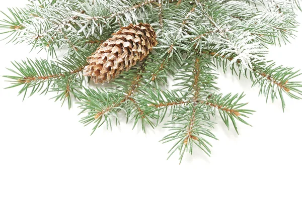 Ramas de un árbol de pieles de Navidad Imagen De Stock