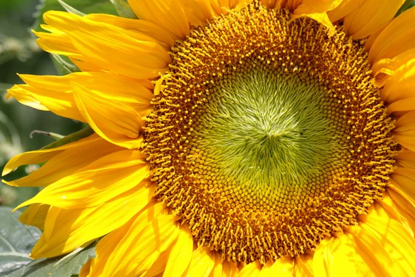 stock image Sunflower