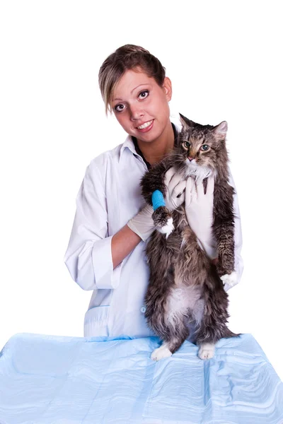 Veteriner tıbbi muayene bir kedi var — Stok fotoğraf