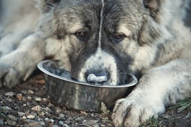 Kafkas çoban köpeği yiyor. burun üzerinde odaklanmak.