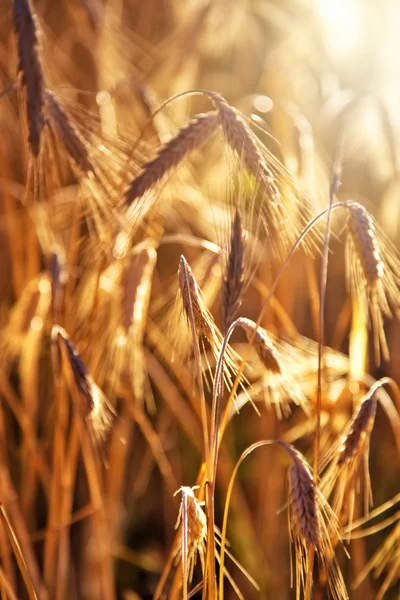 Weizen Aus Nächster Nähe Rot Leuchtende Farben — Stockfoto