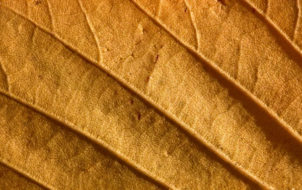 Autumn Leaf Macro Texture Background — Stock Photo, Image