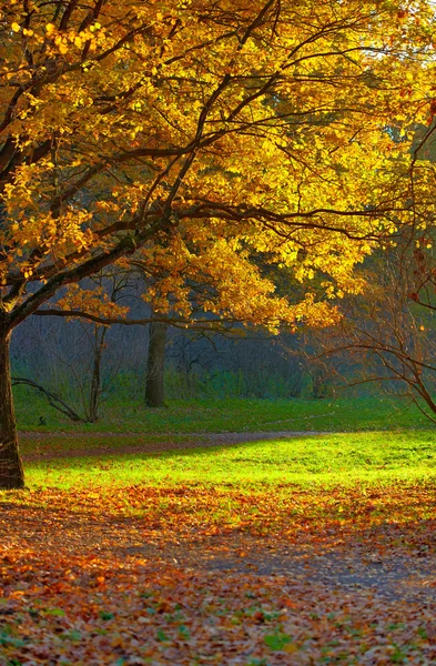 Podzimní krajina parku — Stock fotografie
