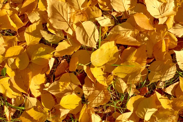 Herbst Blätter Textur Oder Hintergrund — Stockfoto