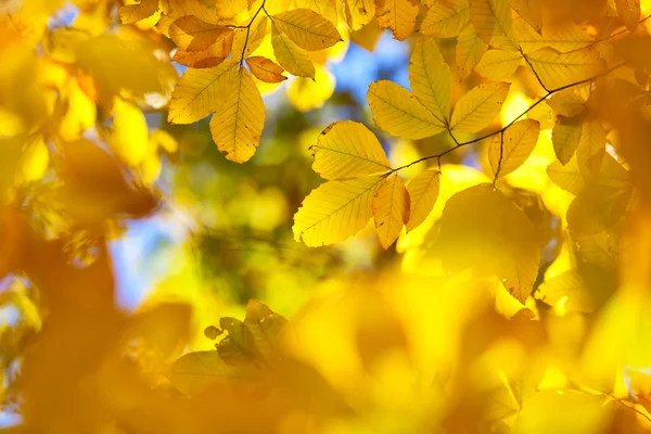 Podzimní Listí Abstraktní Pozadí Syté Barvy — Stock fotografie