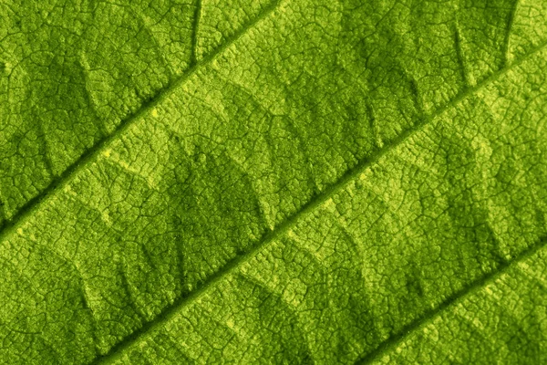 Green Leaf Macro Texture Background — Stock Photo, Image