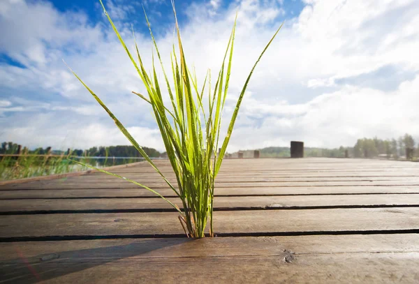 Nahaufnahme mit kleinem Gras — Stockfoto