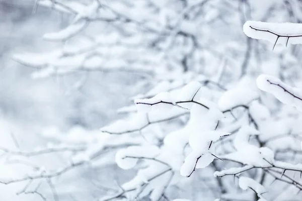 Зимняя Ветка Снегом Неглубокий Эффект — стоковое фото