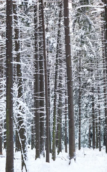 冬季森林 Firtrees 树干抽象 — 图库照片