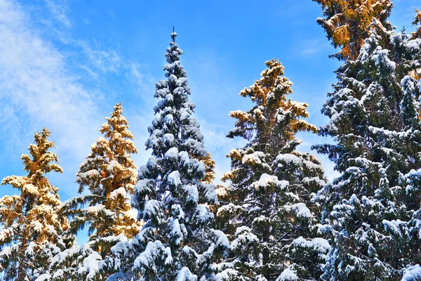 天空背景上冬季森林 Firtrees — 图库照片