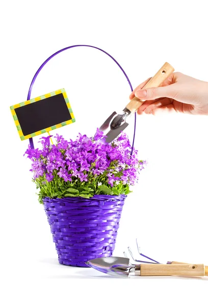Vård av korg med blommor — Stockfoto